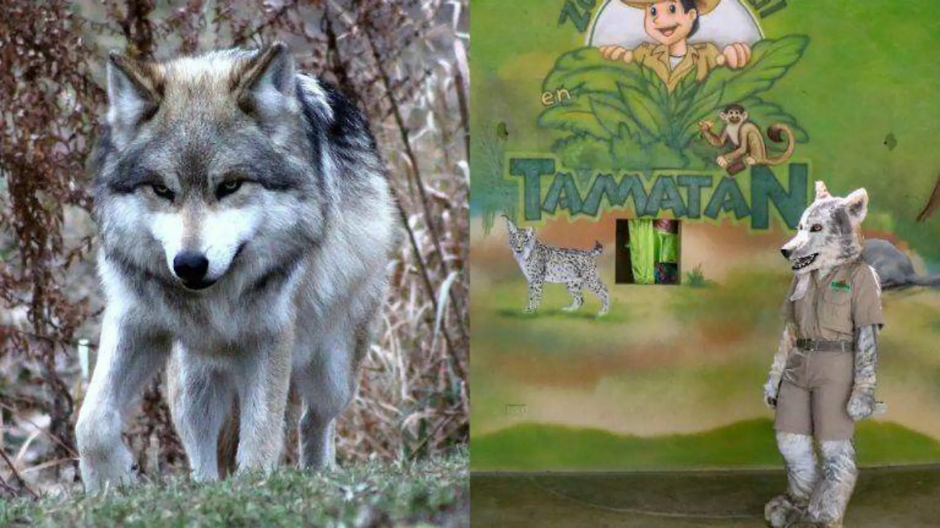 Presentan en zoológico Tamatán a su mascota, una botarga lobo gris 